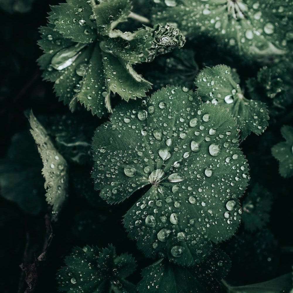 Frauenmantelkraut: Natürliche Unterstützung für die Menstruation - KORA MIKINO