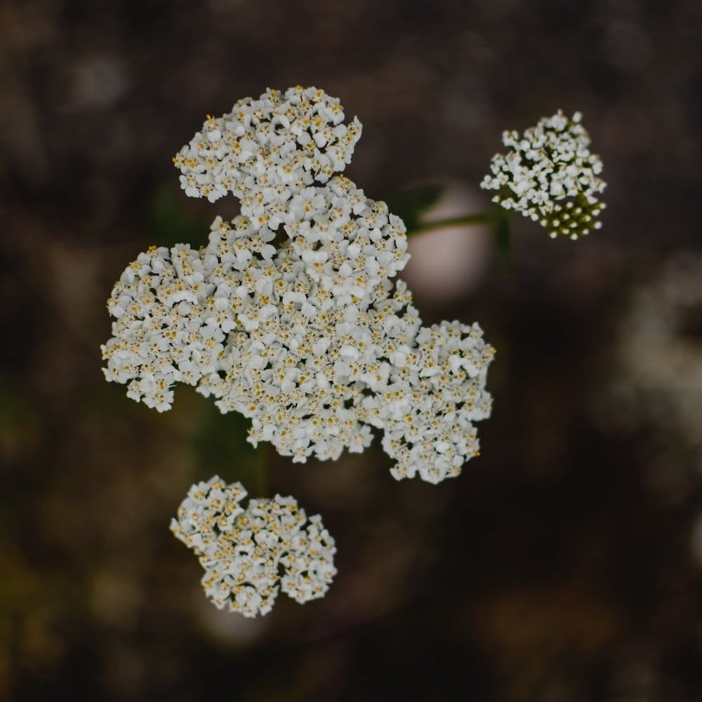 Schafgarbe: Natürliche Hilfe für Menstruationsbeschwerden - KORA MIKINO