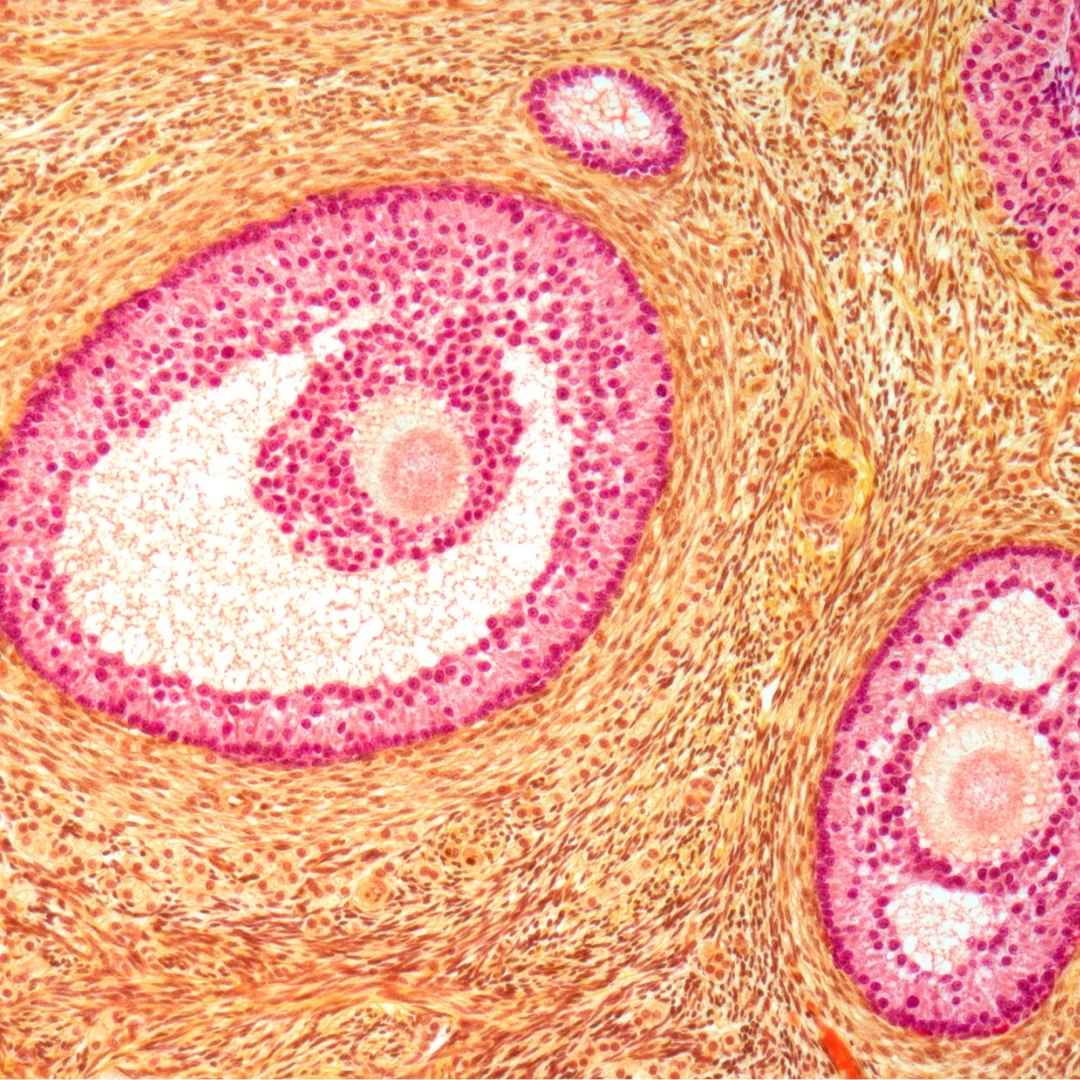 Was passiert beim Eisprung?